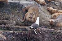 Konflikt zwischen Seelöwen und Möwe  &ndash; &copy; Andreas Böcker (Eberhardt TRAVEL)