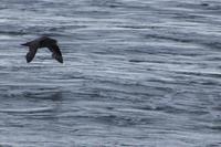 Sturmvogel  &ndash; &copy; Andreas Böcker (Eberhardt TRAVEL)