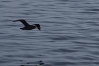 Sturmvogel  &ndash; &copy; Andreas Böcker (Eberhardt TRAVEL)