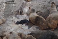 totes Seelöwenbaby &ndash; &copy; Andreas Böcker (Eberhardt TRAVEL)
