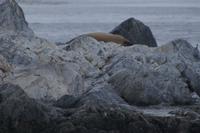 Seeelefant &ndash; &copy; Andreas Böcker (Eberhardt TRAVEL)