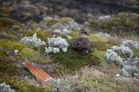Skúa &ndash; &copy; Andreas Böcker (Eberhardt TRAVEL)
