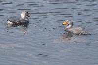 flugunfähige Enten &ndash; &copy; Andreas Böcker (Eberhardt TRAVEL)