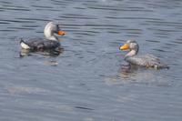 flugunfähige Enten &ndash; &copy; Andreas Böcker (Eberhardt TRAVEL)