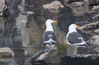 Möwenpärchen  &ndash; &copy; Andreas Böcker (Eberhardt TRAVEL)