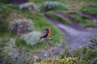 Die Loica singt &ndash; &copy; Andreas Böcker (Eberhardt TRAVEL)