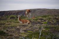 Guanacos &ndash; &copy; Andreas Böcker (Eberhardt TRAVEL)