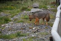 Fuchs &ndash; &copy; Andreas Böcker (Eberhardt TRAVEL)