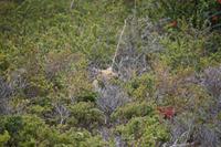 Fuchs  &ndash; &copy; Andreas Böcker (Eberhardt TRAVEL)