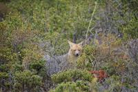 Fuchs &ndash; &copy; Andreas Böcker (Eberhardt TRAVEL)