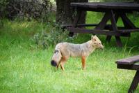 Fuchs  &ndash; &copy; Andreas Böcker (Eberhardt TRAVEL)