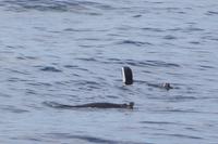 Magellan-Pinguine &ndash; &copy; Andreas Böcker (Eberhardt TRAVEL)