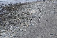 Magellan-Pinguine &ndash; &copy; Andreas Böcker (Eberhardt TRAVEL)