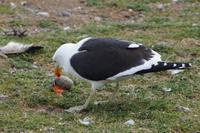 Kannibalismus: Die Dominikanermöwe schlürft aus dem gemopsten Ei der Artgenossin  &ndash; &copy; Andreas Böcker (Eberhardt TRAVEL)