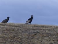 Condor &ndash; &copy; Benjamin Rodriguez Manzanares (Eberhardt TRAVEL)