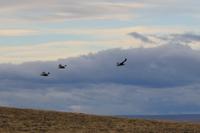 Condor &ndash; &copy; Benjamin Rodriguez Manzanares (Eberhardt TRAVEL)