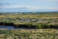 Köningspinguine in Feuerland &ndash; &copy; Benjamin Rodriguez Manzanares (Eberhardt TRAVEL)