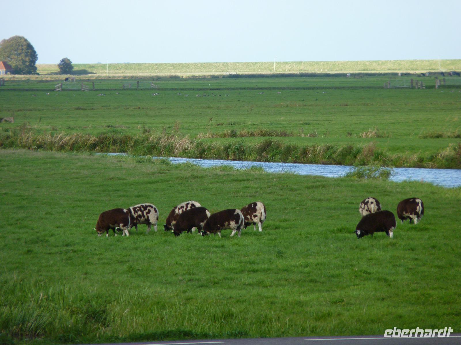 Polderland &ndash; &copy; Steffi Zimmermann (Eberhardt TRAVEL)