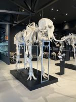 im Skelettmuseum &ndash; &copy; Mathias Schirmer (Eberhardt TRAVEL)