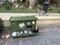 den streunenden Katzen geht’s gut &ndash; &copy; Mathias Schirmer (Eberhardt TRAVEL)