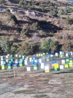 Bienen gab’s auch genügend &ndash; &copy; Mathias Schirmer (Eberhardt TRAVEL)