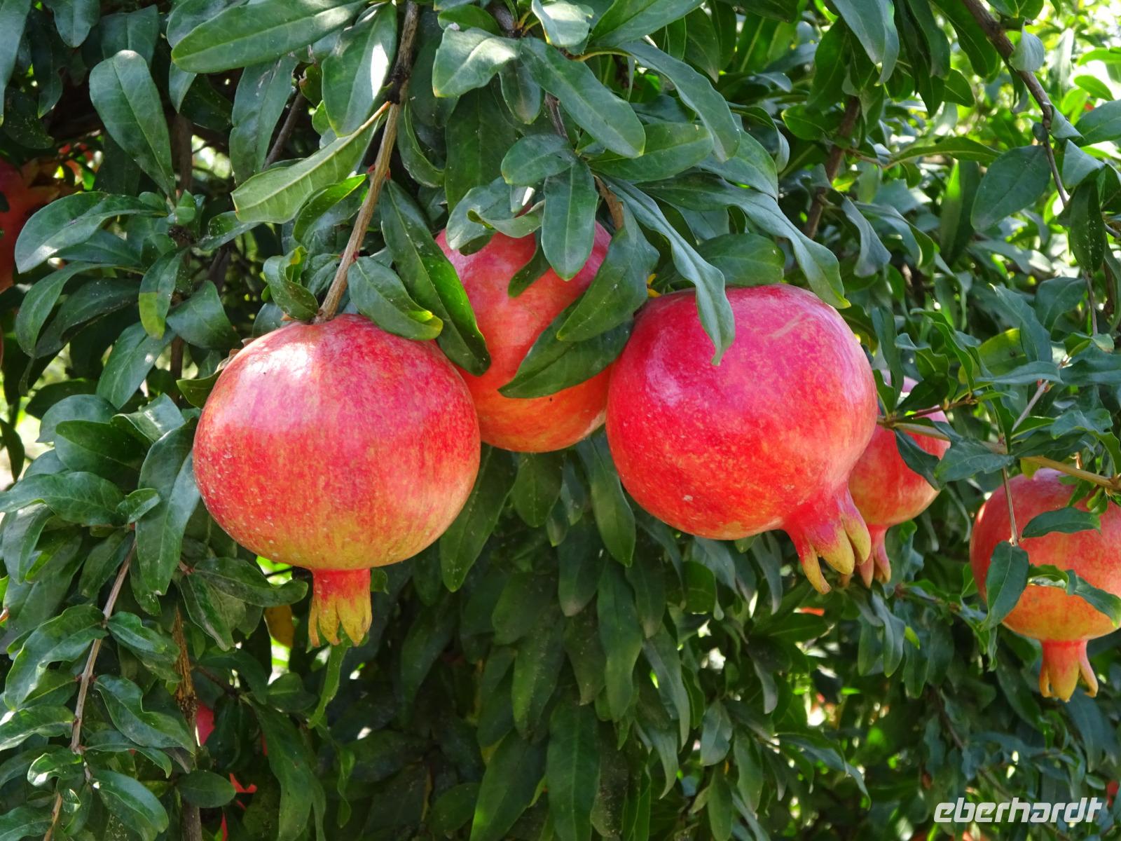 Göytschay: Granatapfel-Plantage &ndash; &copy; Inge Bily (Eberhardt TRAVEL)