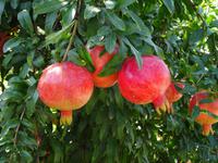 Göytschay: Granatapfel-Plantage &ndash; &copy; Inge Bily (Eberhardt TRAVEL)