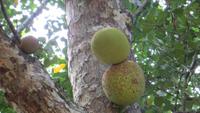 0393 Kandy - Botanischer Garten - Jackfrucht &ndash; &copy; Annette Weise (Eberhardt TRAVEL)