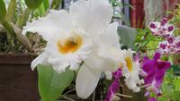 0421 Kandy - Im Botanischer Garten - Orchideenhaus &ndash; &copy; Annette Weise (Eberhardt TRAVEL)