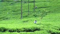 0634 Fahrt nach Nuwara Eliya - Teepflücker &ndash; &copy; Annette Weise (Eberhardt TRAVEL)