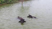 0714 Fahrt zum Yala-Nationalpark - Wasserbüffel &ndash; &copy; Annette Weise (Eberhardt TRAVEL)