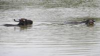 0723 Im Yala-Nationalpark - Wasserbüffel &ndash; &copy; Annette Weise (Eberhardt TRAVEL)
