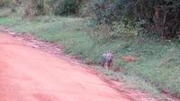 0743 Im Yala-Nationalpark -Schakal &ndash; &copy; Annette Weise (Eberhardt TRAVEL)