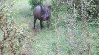 0753 Im Yala-Nationalpark - Wildschein &ndash; &copy; Annette Weise (Eberhardt TRAVEL)