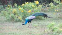 0763 Im Yala-Nationalpark - Pfau &ndash; &copy; Annette Weise (Eberhardt TRAVEL)