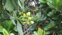 0796 Rundgang in Galle &ndash; &copy; Annette Weise (Eberhardt TRAVEL)