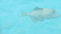 0898  Malediven - Paradies Island Resort - Unterwasserwelt &ndash; &copy; Annette Weise (Eberhardt TRAVEL)