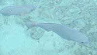 0904  Malediven - Paradies Island Resort - Unterwasserwelt &ndash; &copy; Annette Weise (Eberhardt TRAVEL)
