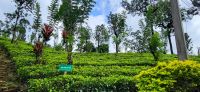 114 Teeplantagen im Hochland &ndash; &copy; Susanne Schirmann (Eberhardt TRAVEL)