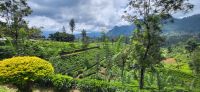 116 Teeplantagen im Hochland &ndash; &copy; Susanne Schirmann (Eberhardt TRAVEL)