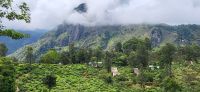 143 Teeplantagen &ndash; &copy; Susanne Schirmann (Eberhardt TRAVEL)