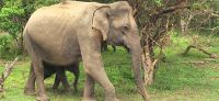 160 Jeepsafari Yala Nationalpark &ndash; &copy; Susanne Schirmann (Eberhardt TRAVEL)
