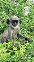 165 Languren im Yala NP &ndash; &copy; Susanne Schirmann (Eberhardt TRAVEL)