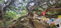179 Bodhi Baum &ndash; &copy; Susanne Schirmann (Eberhardt TRAVEL)