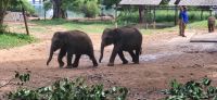 211 Udawalawe Elephant Transit Home &ndash; &copy; Susanne Schirmann (Eberhardt TRAVEL)
