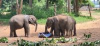 212 Udawalawe Elephant Transit Home &ndash; &copy; Susanne Schirmann (Eberhardt TRAVEL)