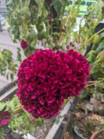 328. Hugosom Teeplantage, Yuchi, Taiwan &ndash; &copy; Teresa Rumpel (Eberhardt TRAVEL)
