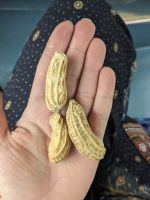 416. Snacks von Claudia - gekochte Erdnüsse, Taiwan &ndash; &copy; Teresa Rumpel (Eberhardt TRAVEL)