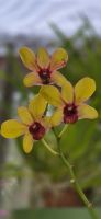 90 Orchideenhaus im Botanischen Garten &ndash; &copy; Susanne Schirmann (Eberhardt TRAVEL)