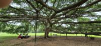 95 gigantischer Feigenbaum &ndash; &copy; Susanne Schirmann (Eberhardt TRAVEL)